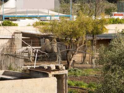 Un altro � marroncino e ha due gobbe: � chiaramente un cammello...